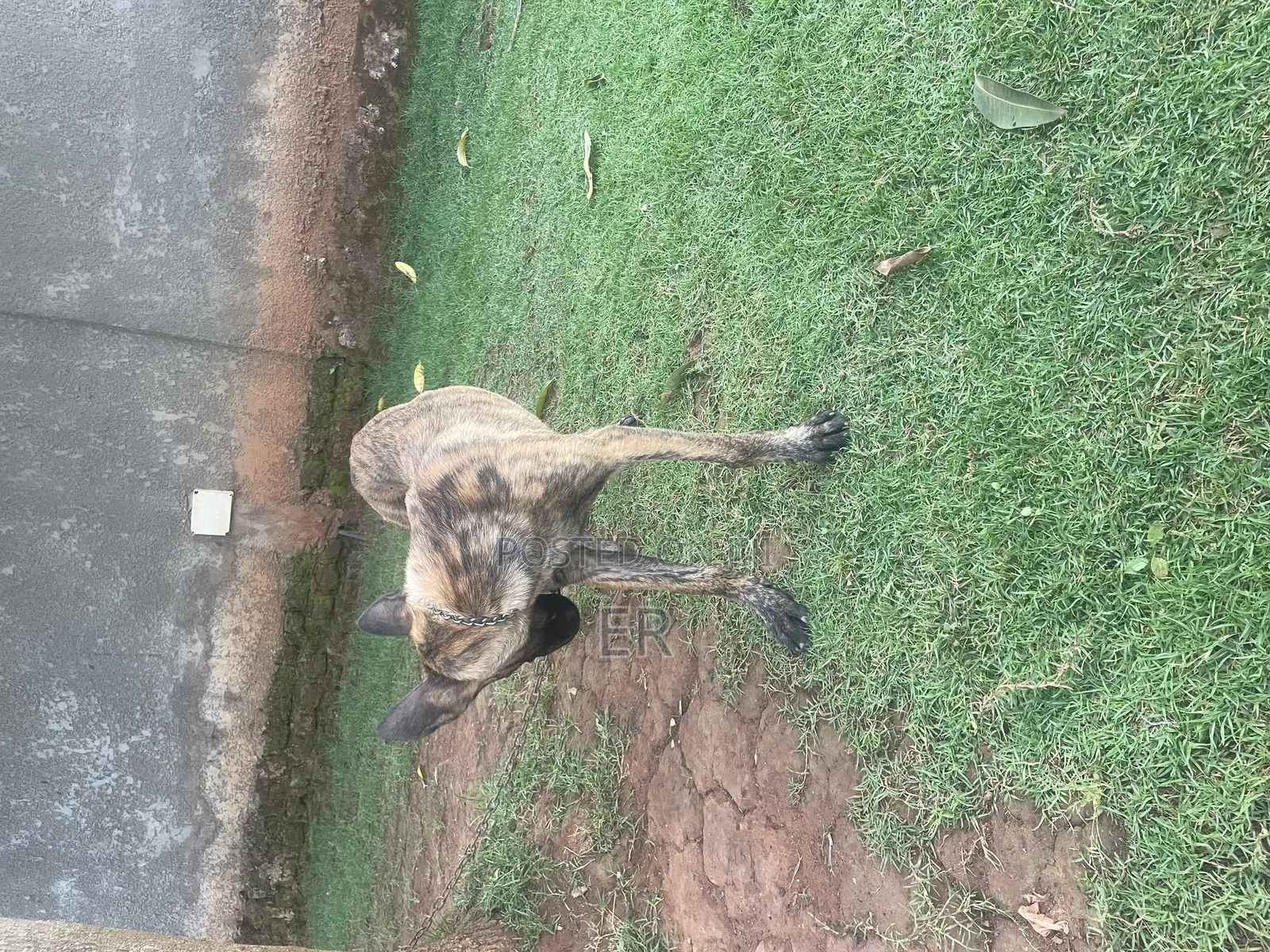 3-6 months Female Purebred Dutch Shepherd