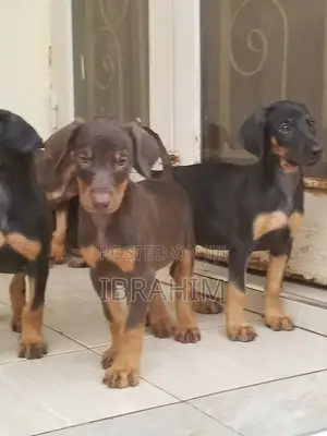 1-3 months Male Purebred Doberman Pinscher