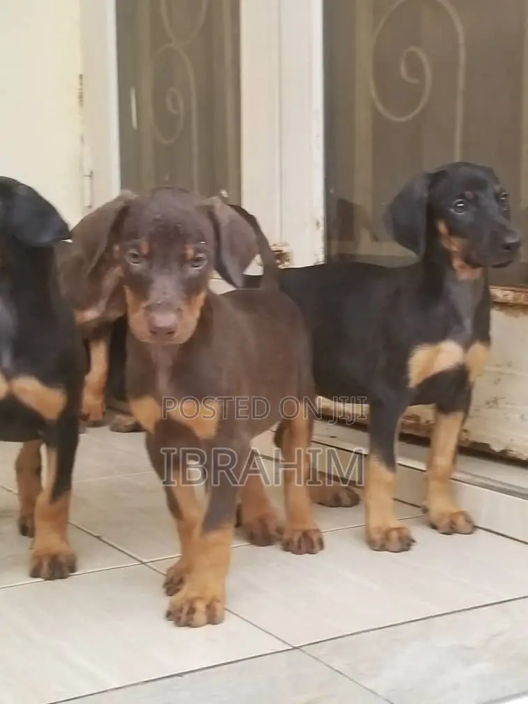 1-3 months Male Purebred Doberman Pinscher