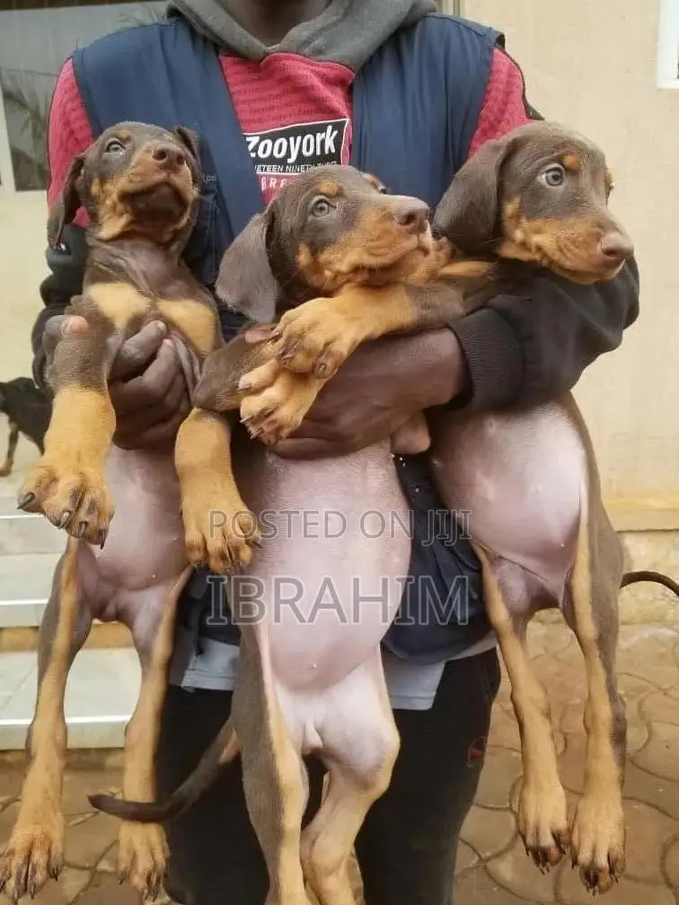 1-3 months Male Purebred Doberman Pinscher