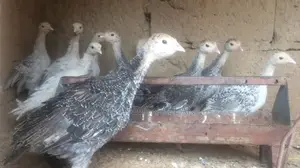 Photo - Turkeys for Sale