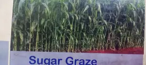Photo - Sugar Graze