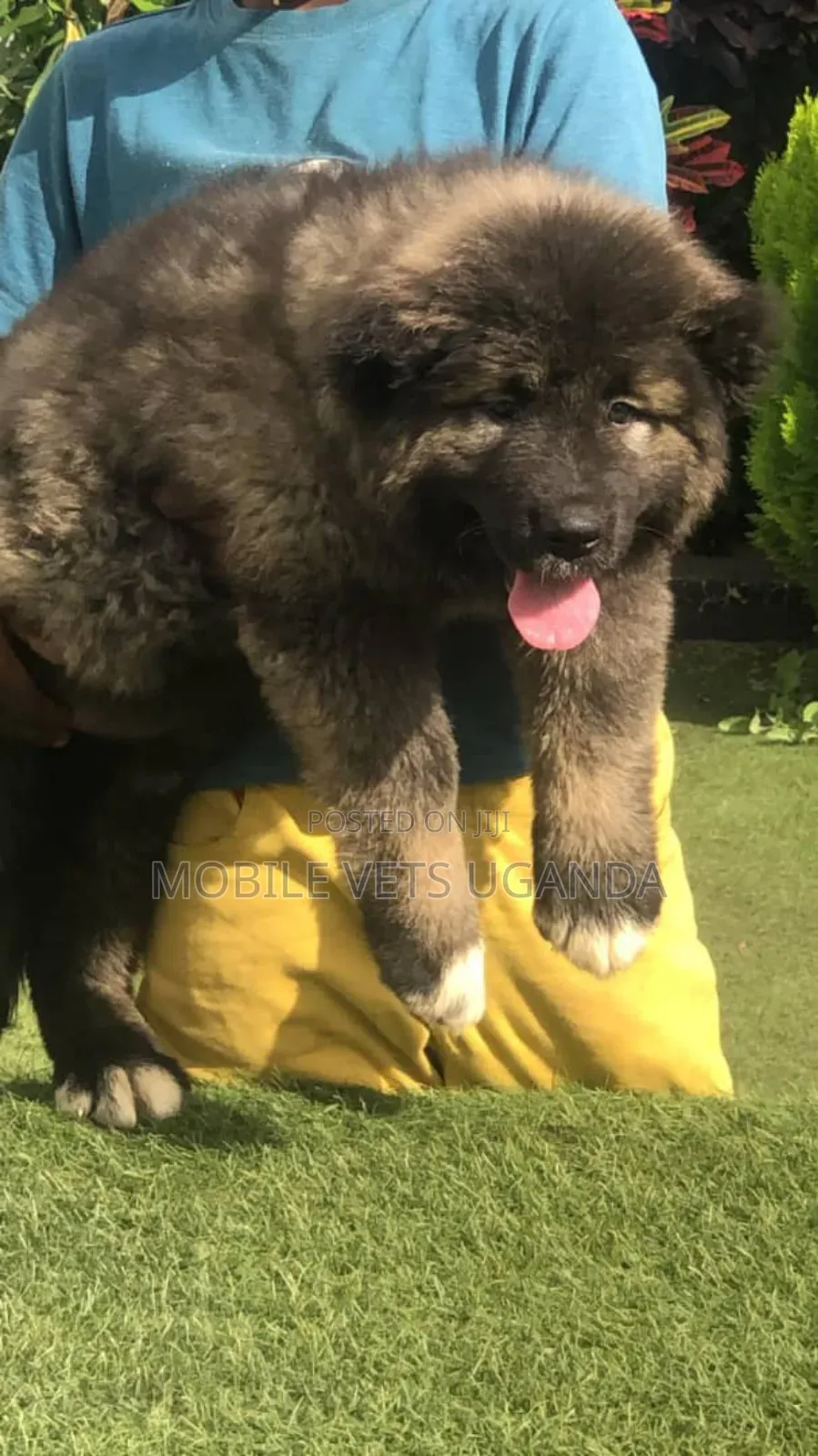 1-3 months Female Purebred Caucasian Shepherd