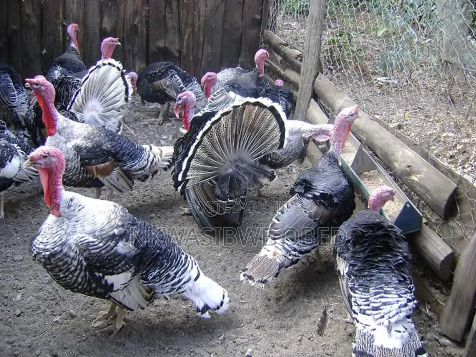 13KG Giant Turkey