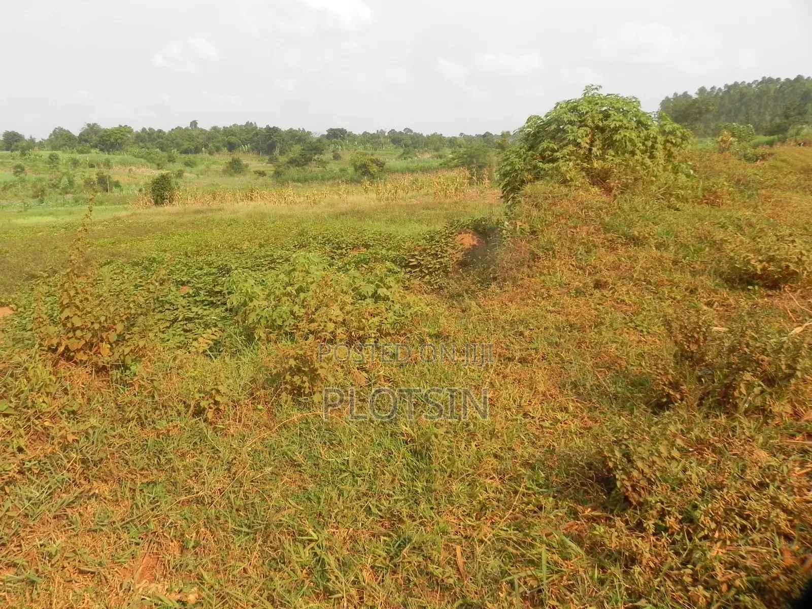 One Acre, Bulamagi Trading Centre Along Iganga_luuka Highway