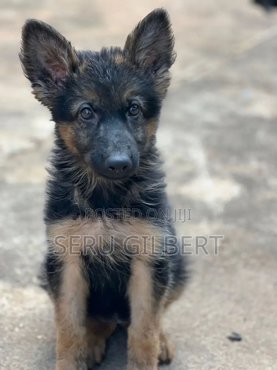 3-6 months Male Purebred German Shepherd