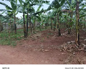 100by50ft Plot for Sale in Nangabo
