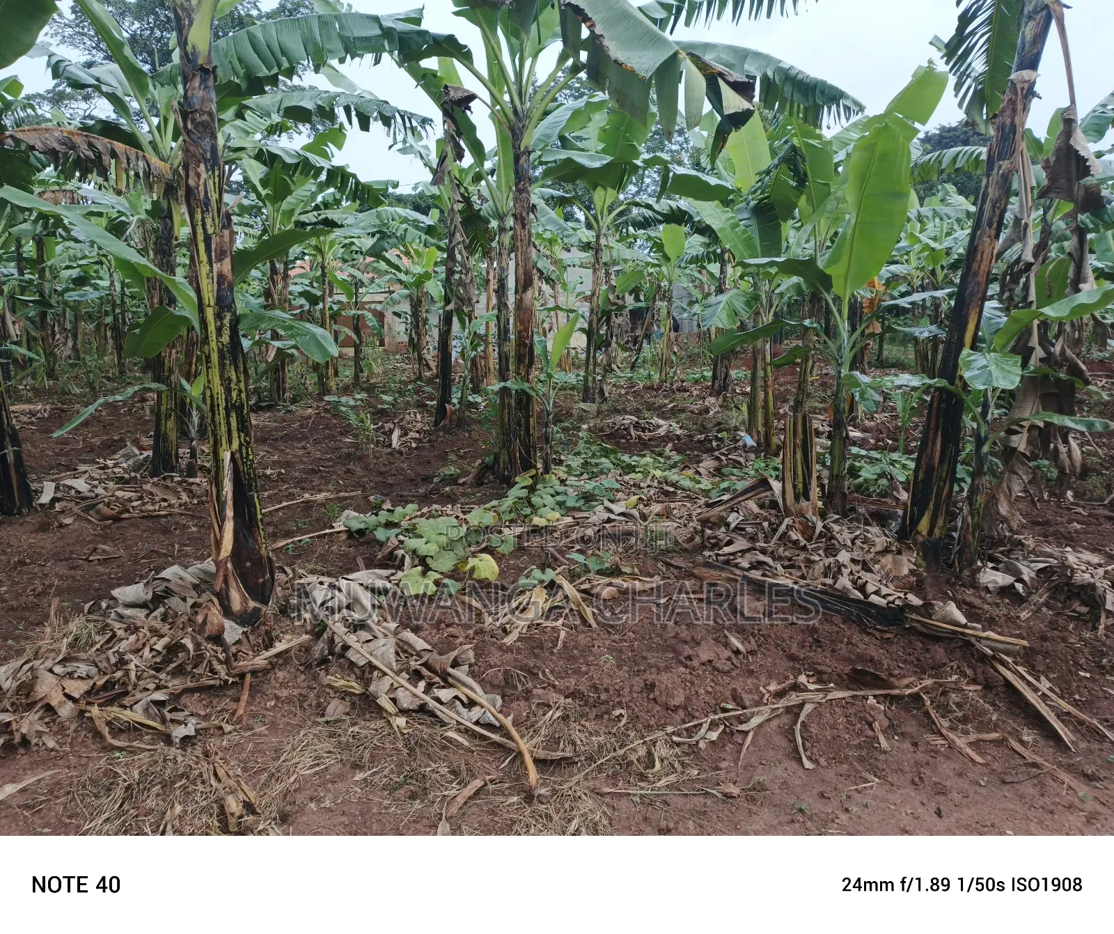 100by50ft Plot for Sale in Nangabo