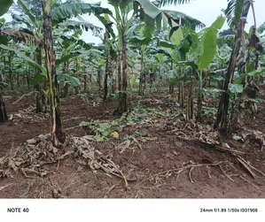 100by50ft Plot for Sale in Nangabo
