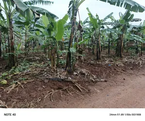 100by50ft Plot for Sale in Nangabo