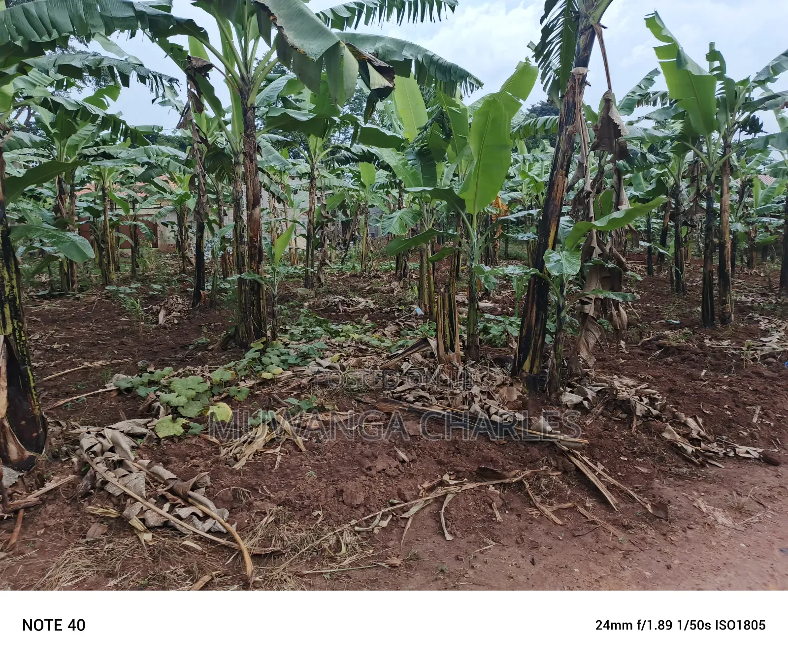 100by50ft Plot for Sale in Nangabo