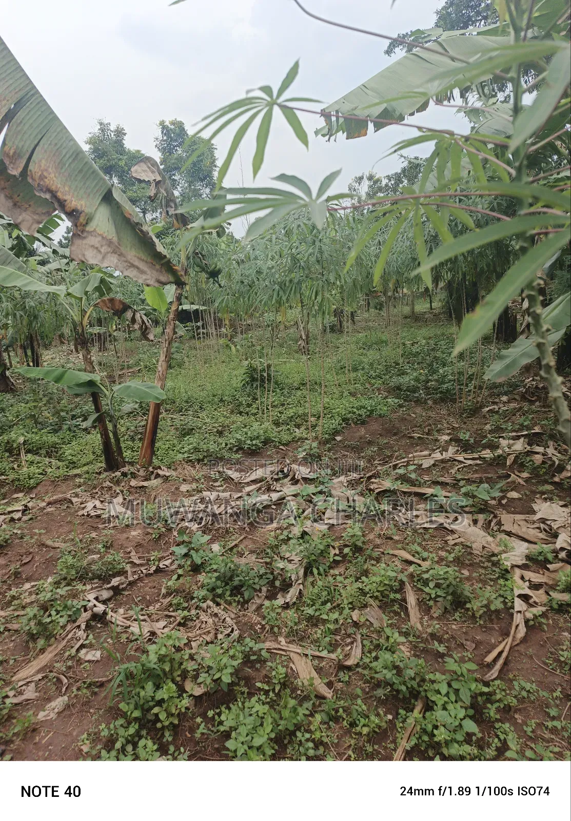100by50ft Plot for Sale in Masoli