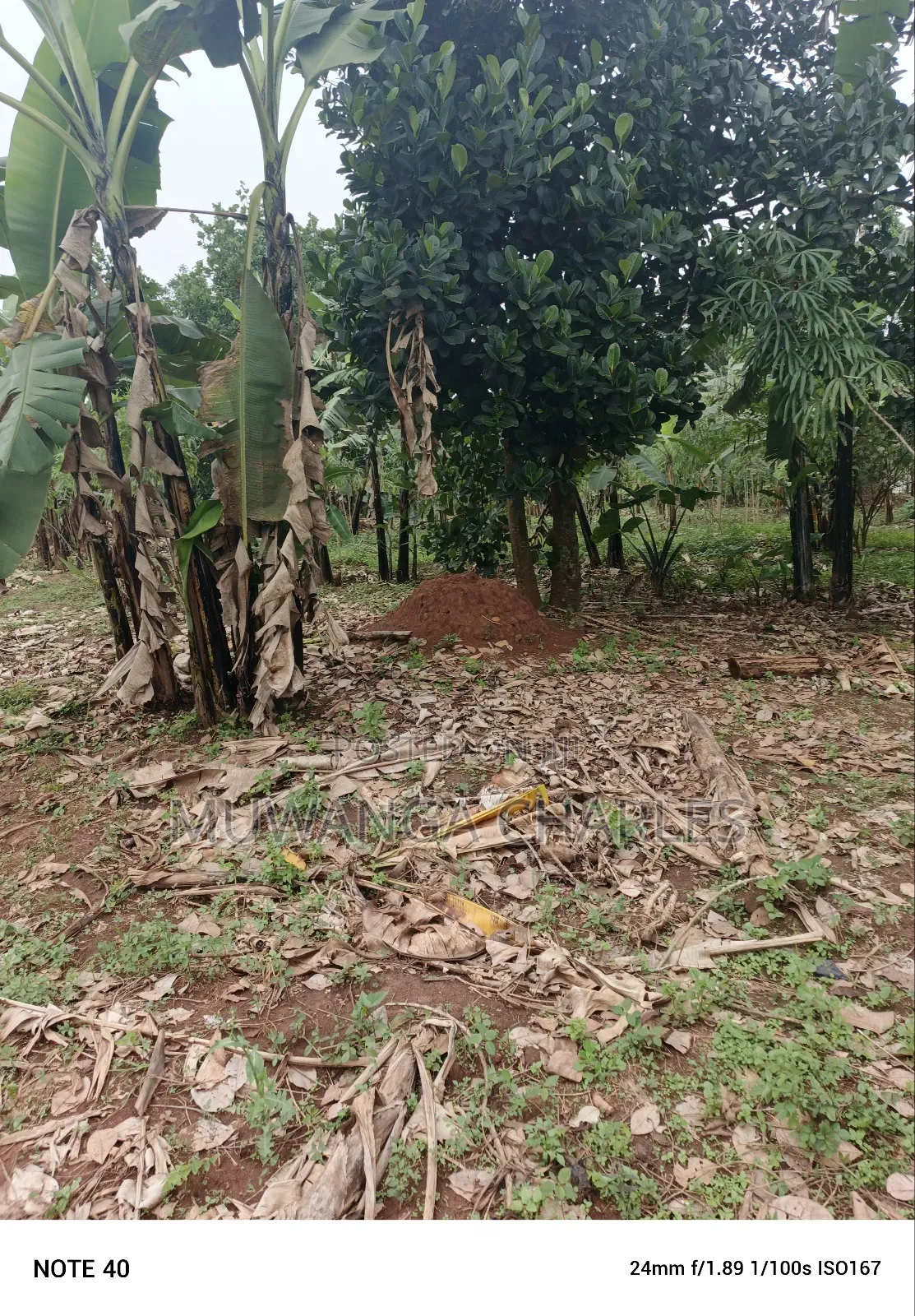 100by50ft Plot for Sale in Masoli