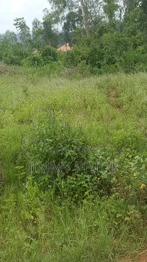 50x100 Plots for Sale in Najjembe
