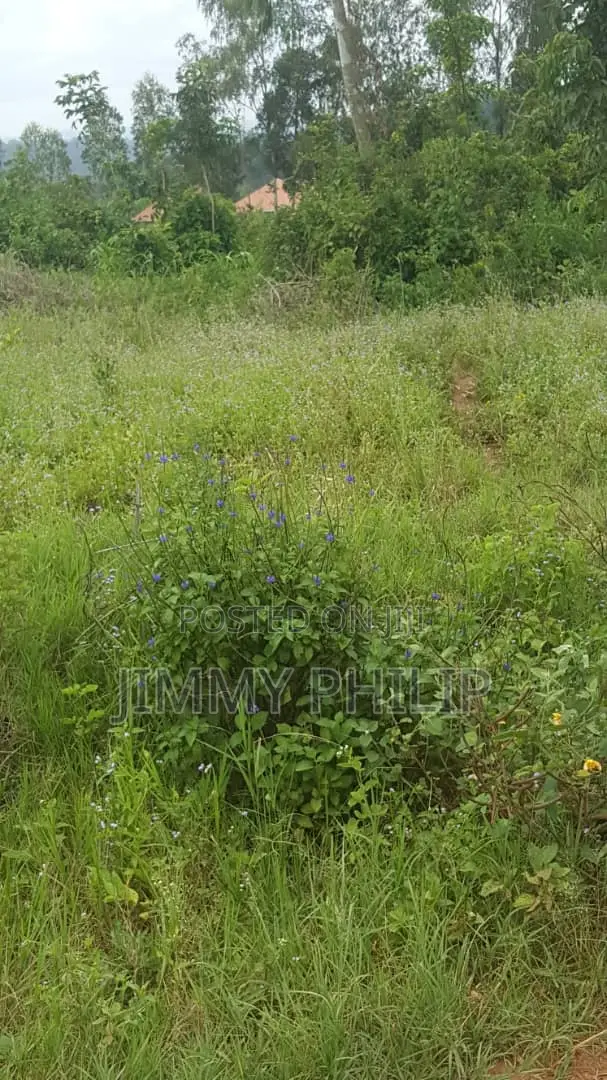 50x100 Plots for Sale in Najjembe