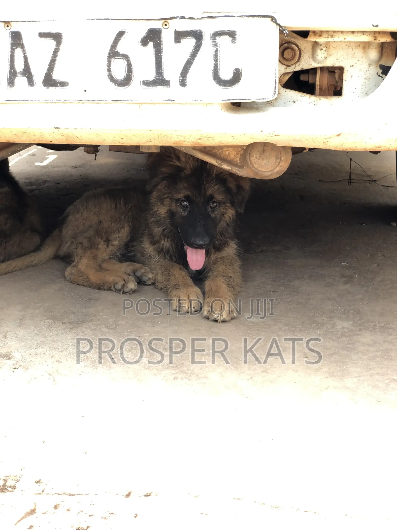 1-3 months Male Purebred German Shepherd