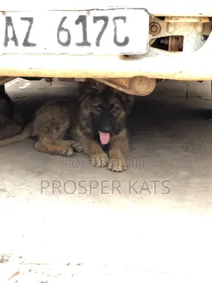1-3 months Male Purebred German Shepherd