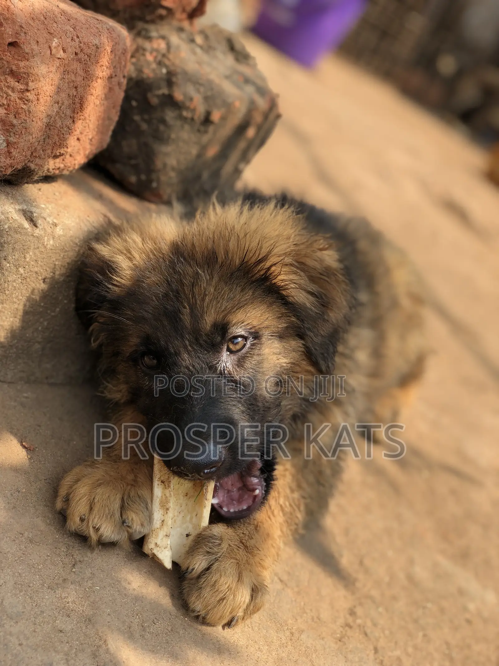 1-3 months Male Purebred German Shepherd