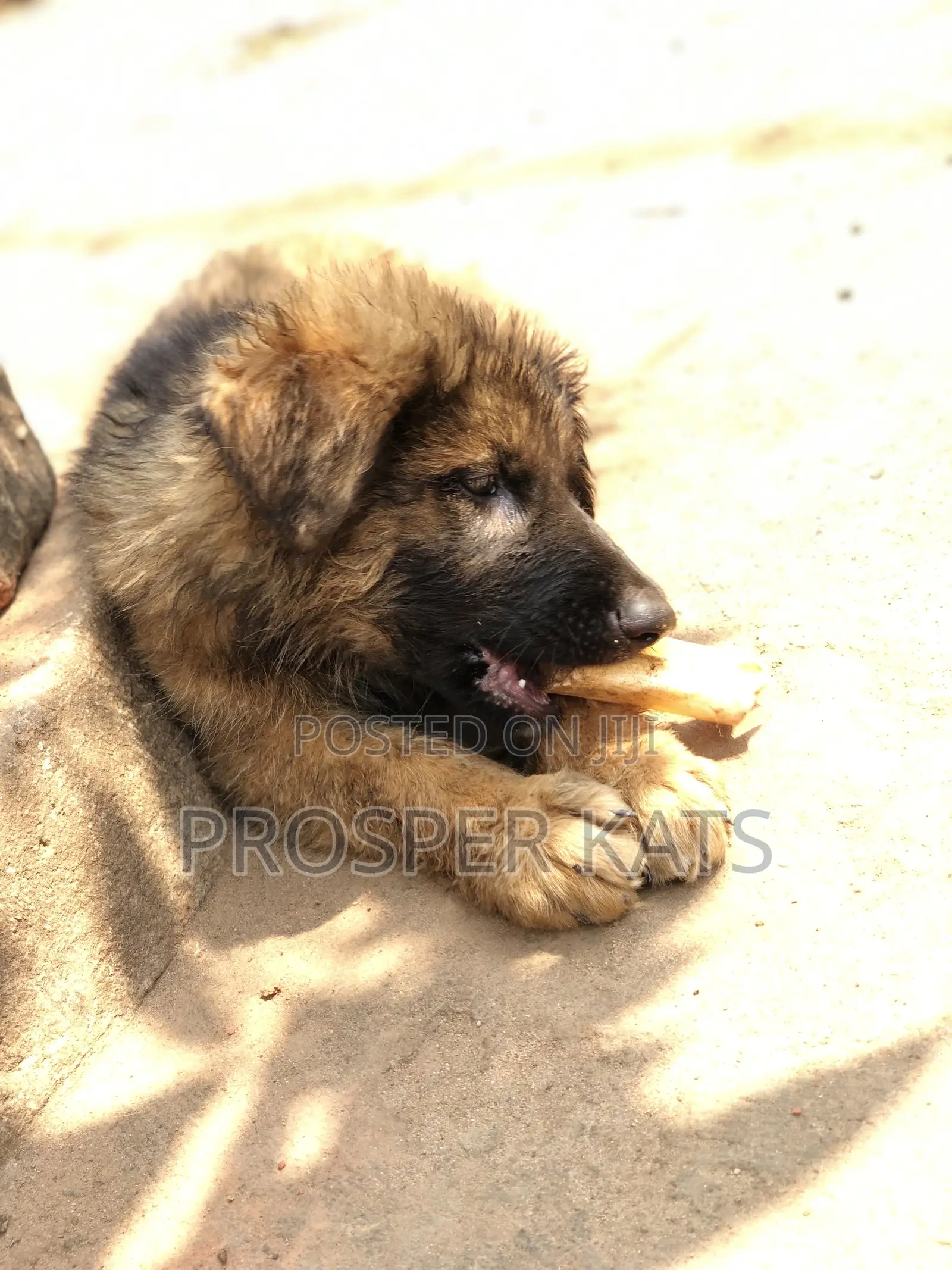 1-3 months Male Purebred German Shepherd
