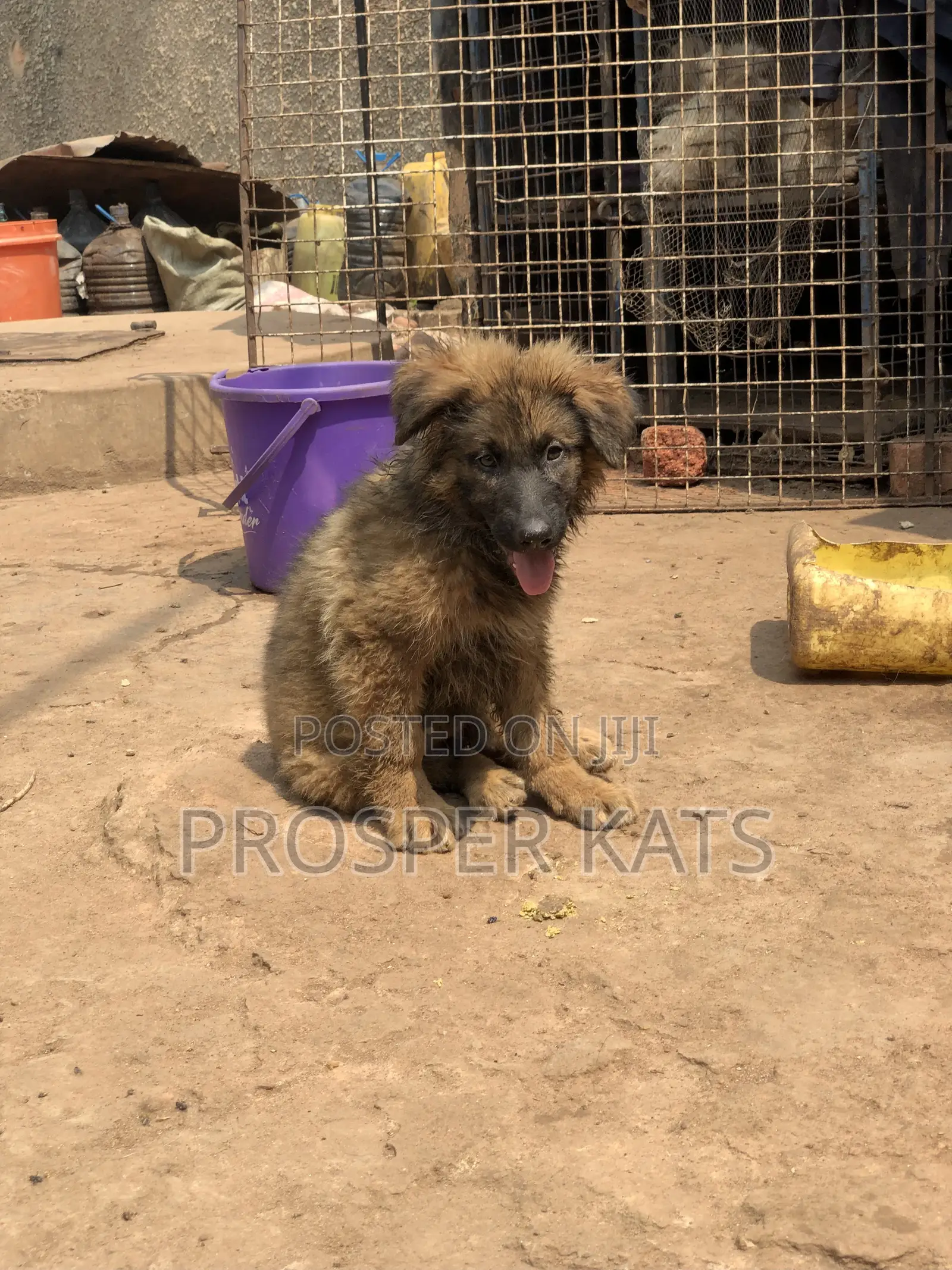 1-3 months Male Purebred German Shepherd