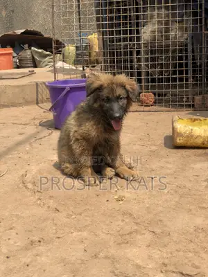 1-3 months Male Purebred German Shepherd