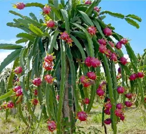 Red Dragon Fruit (30000)
