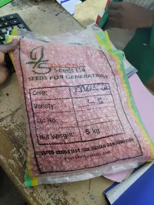 High Quality Maize Seeds Longe 5 5kg