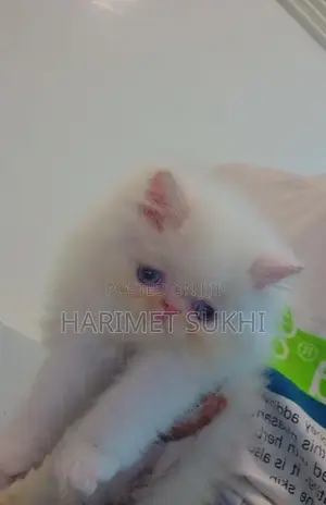 1-3 months Male Purebred Persian