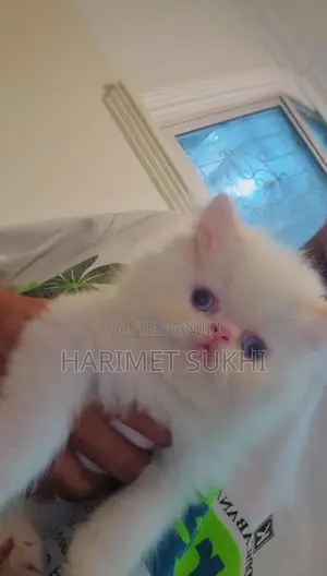 1-3 months Male Purebred Persian