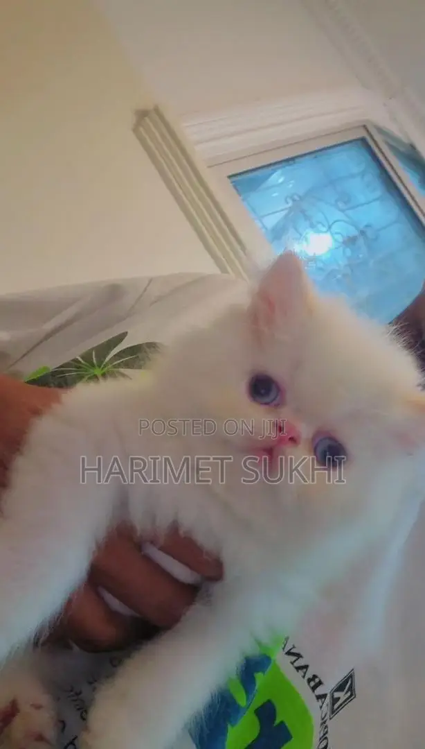 1-3 months Male Purebred Persian