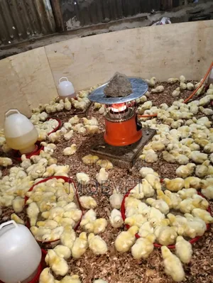 Gas Brooder Heater