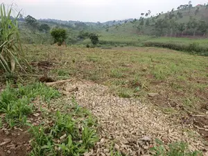 3acres of Land on Sale Located in Kyenjojo Town Council -Nto