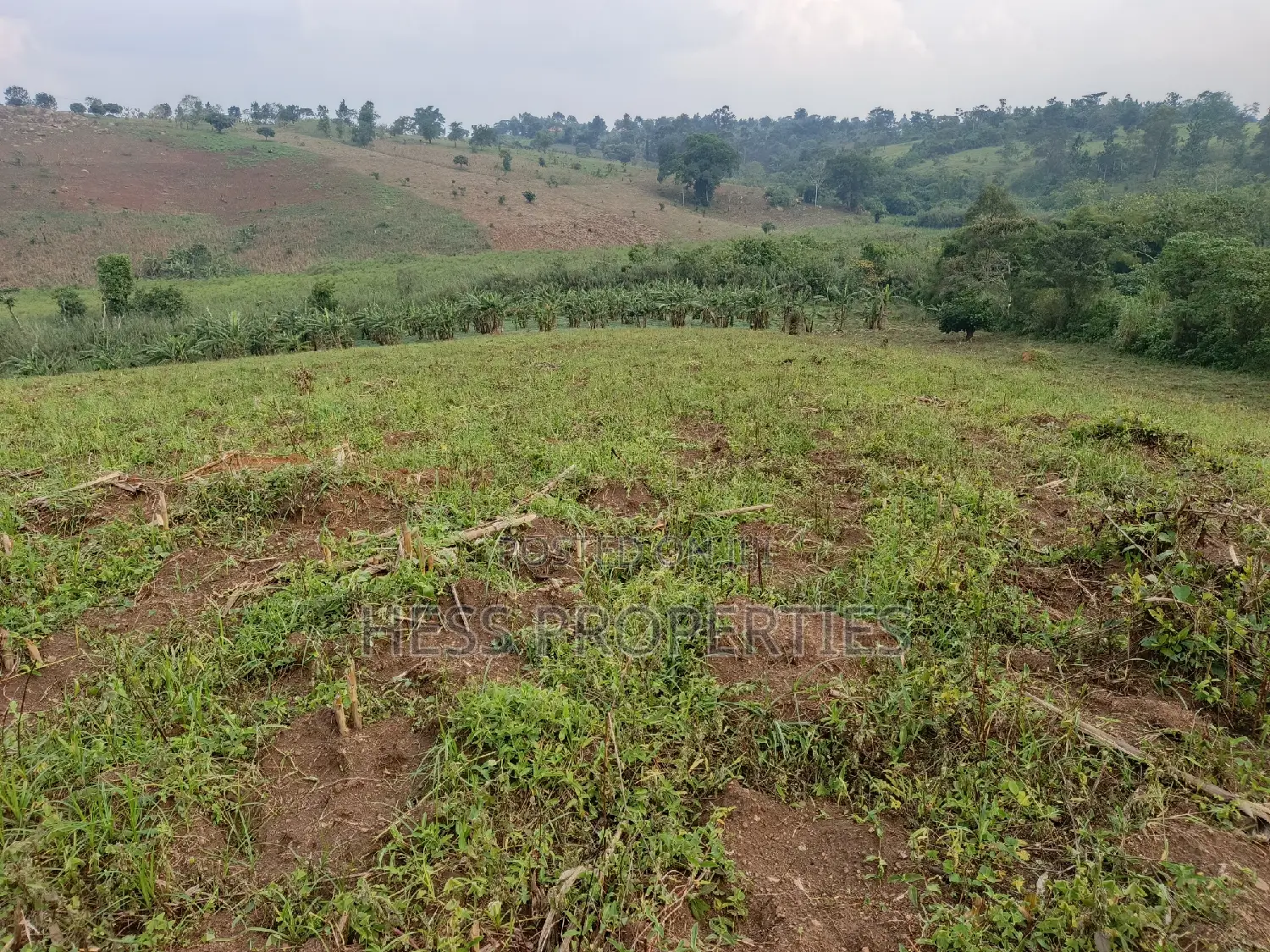 3acres of Land on Sale Located in Kyenjojo Town Council -Nto