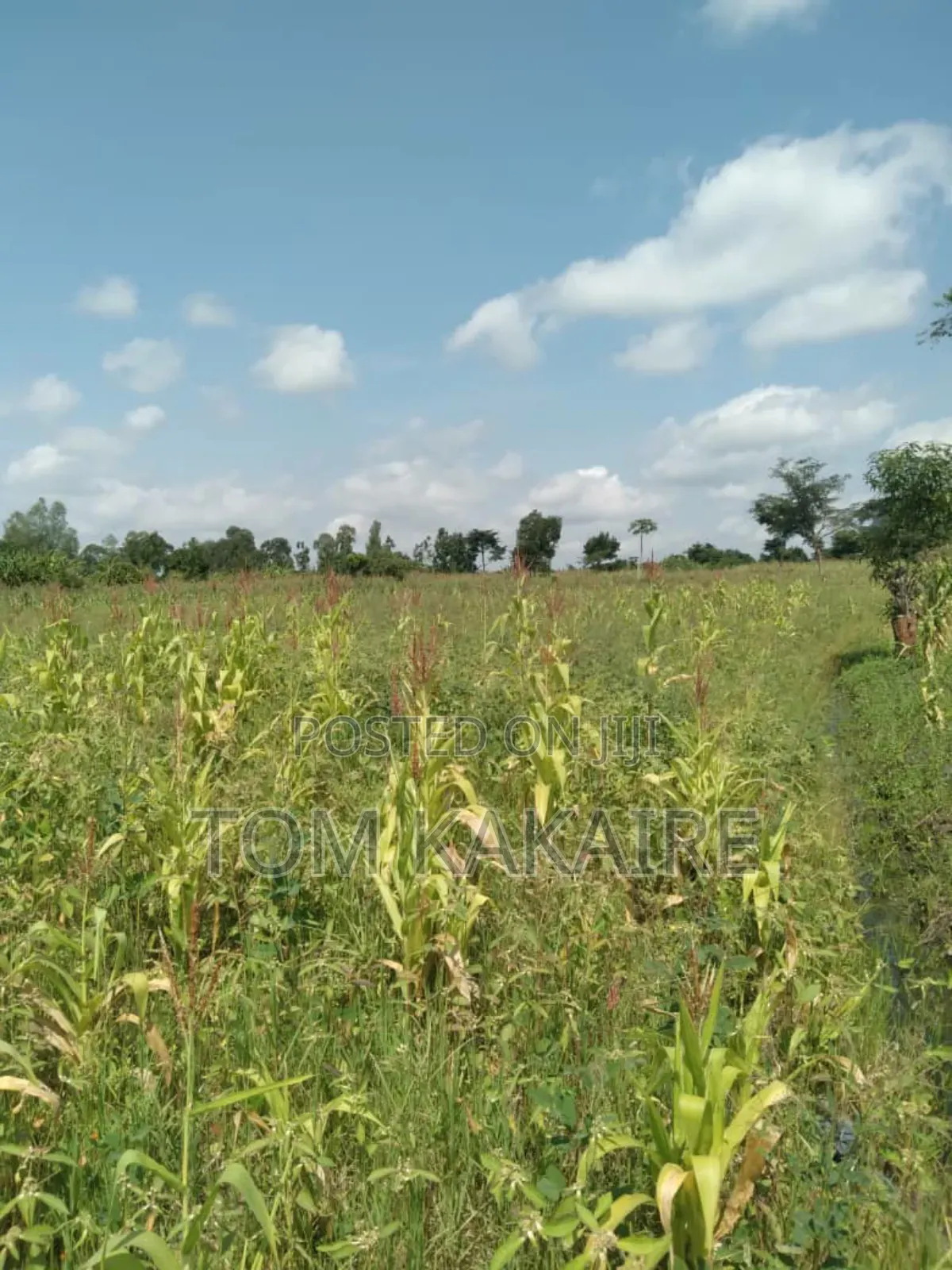 Land for Rent