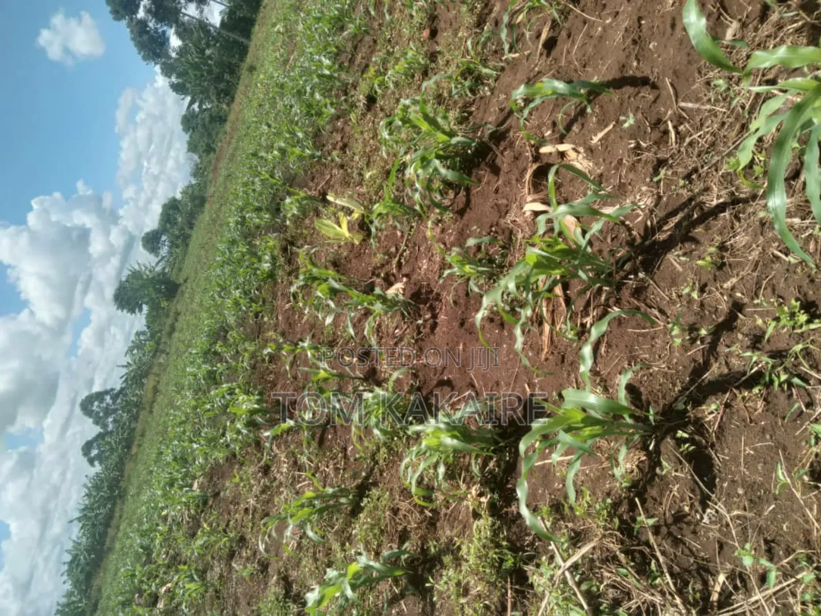 Land for Rent