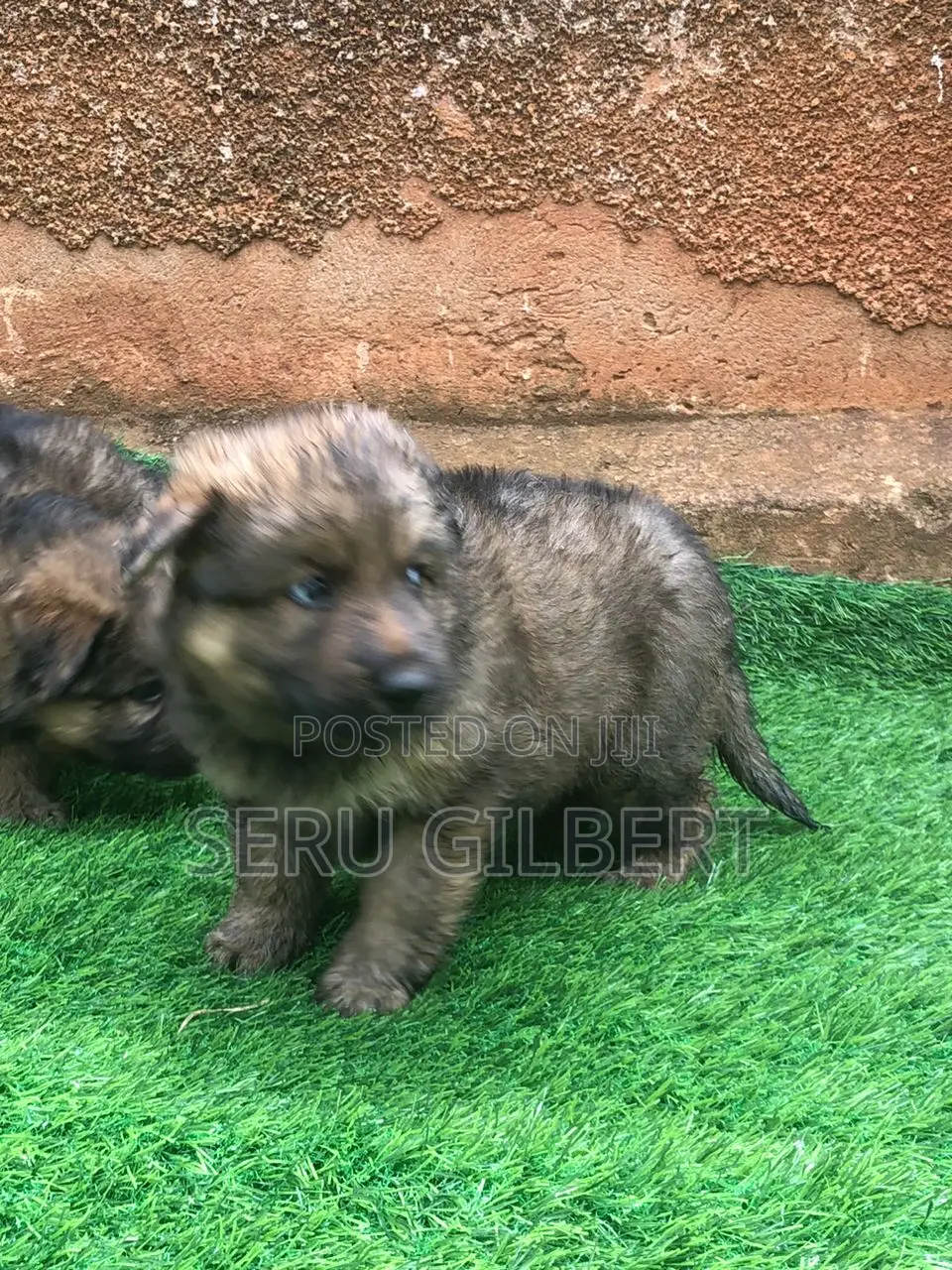 1-3 months Male Purebred German Shepherd
