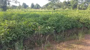 350acres of Land for Sale in Luweero