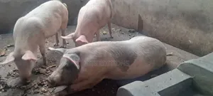 Cambrough and Large White Piglets