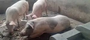 Cambrough and Large White Piglets