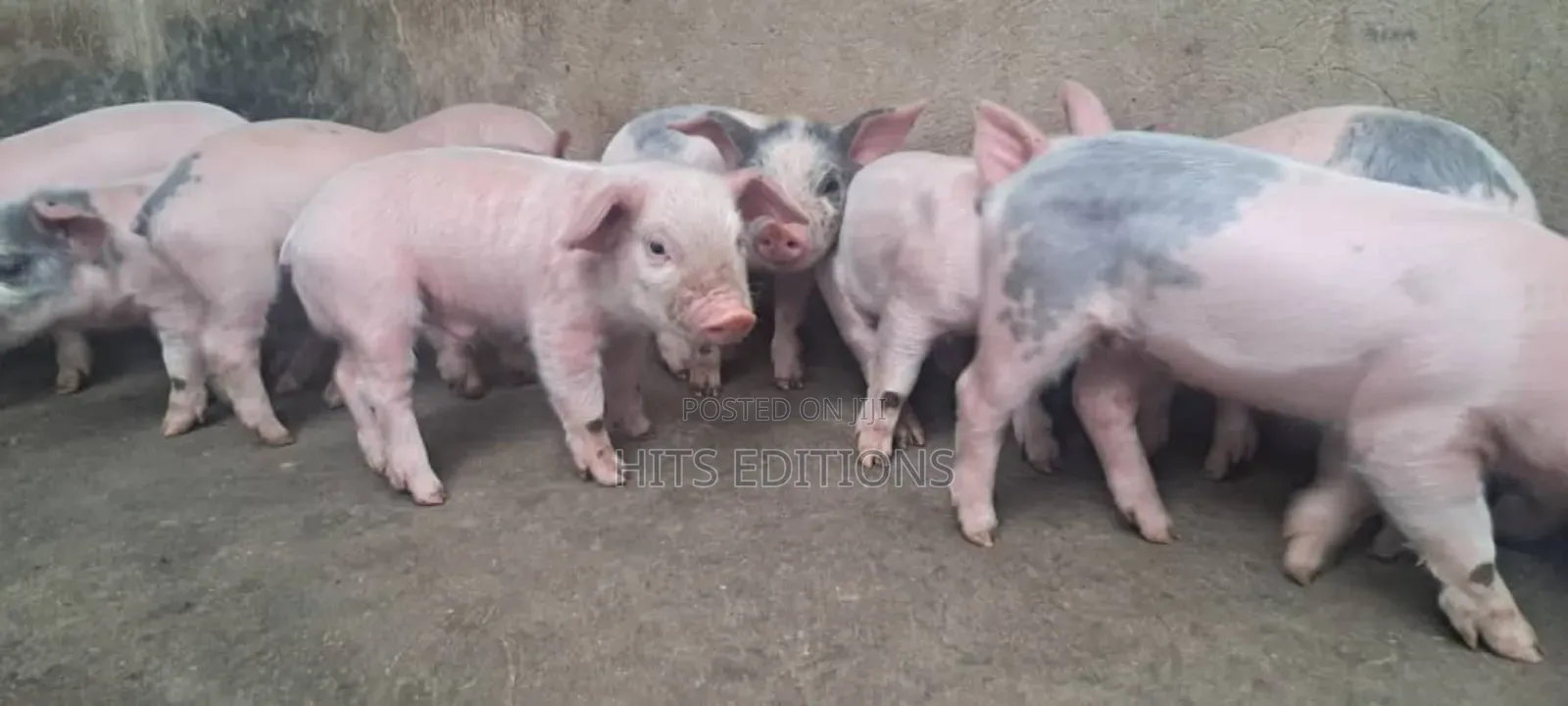 Cambrough and Large White Piglets