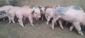 Cambrough and Large White Piglets