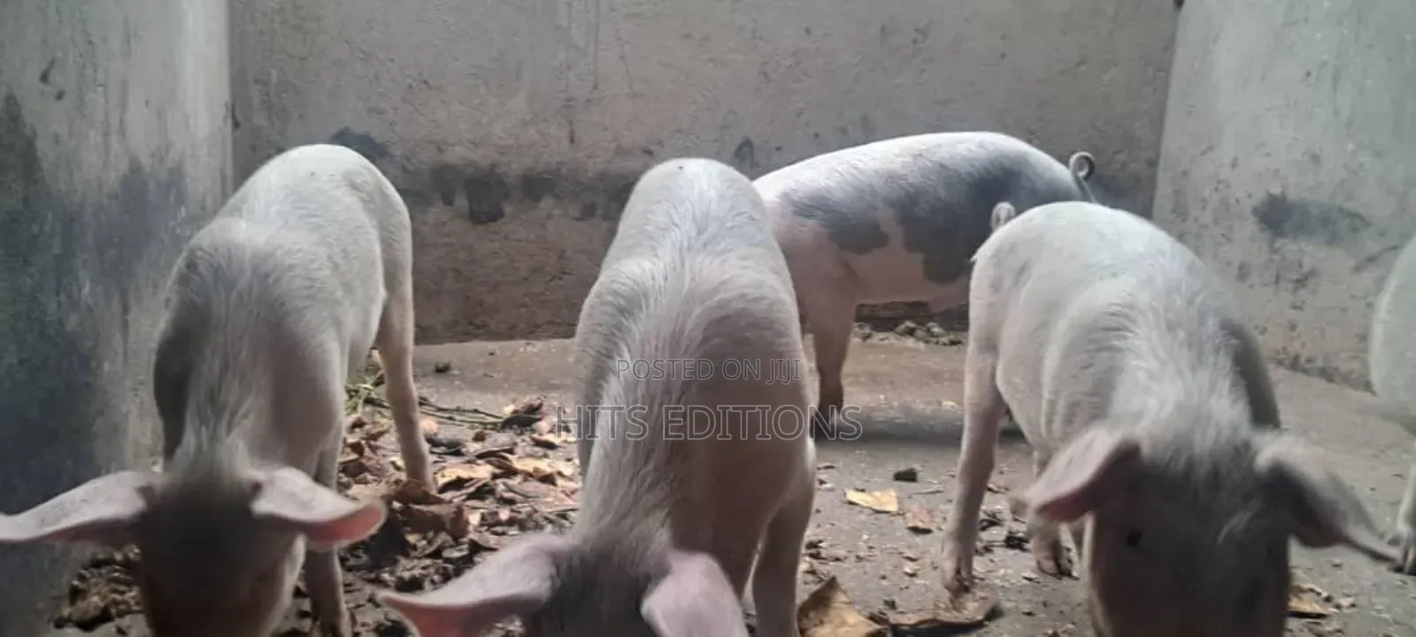 Cambrough and Large White Piglets