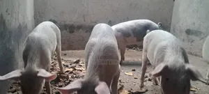 Cambrough and Large White Piglets