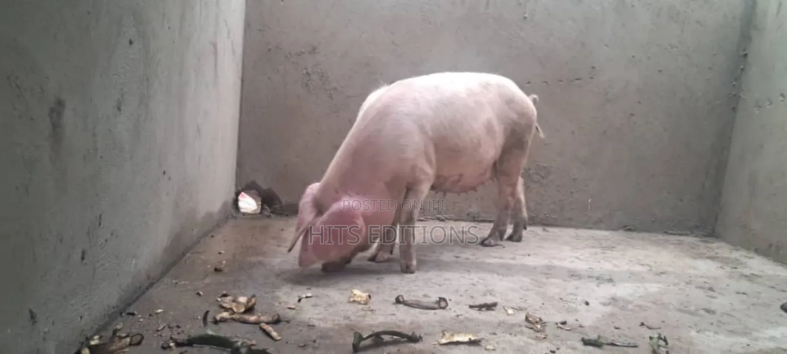 Cambrough and Large White Piglets