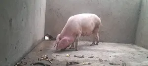 Cambrough and Large White Piglets
