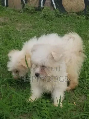 Photo - 1-3 months Female Purebred Maltese