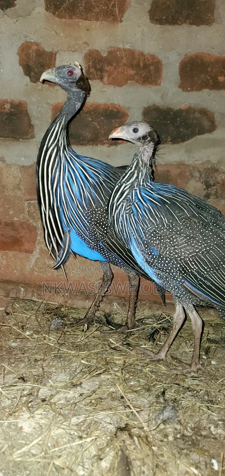 Vulturine Guinea Fowl