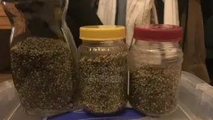 Herb Seeds Thc And Cbd’S