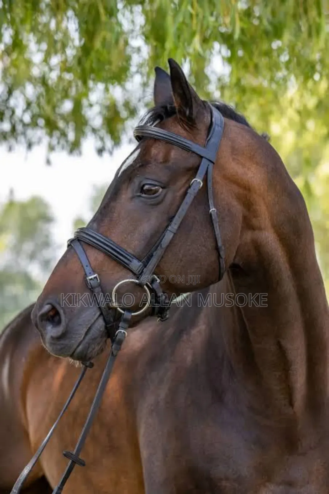 Equestrian Horse Gadgets