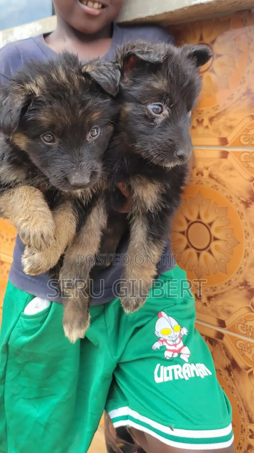 1-3 months Male Purebred German Shepherd